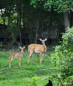 Land With Cabin For Sale In North Central Arkansas - image 36