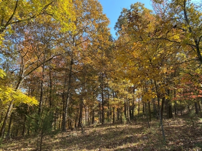 Land With Cabin For Sale In North Central Arkansas - image 49