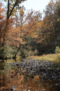 Land With Cabin For Sale In North Central Arkansas - image 43