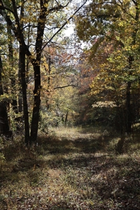 Land With Cabin For Sale In North Central Arkansas - image 42
