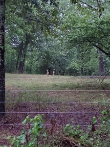 Land With Cabin For Sale In North Central Arkansas - image 5