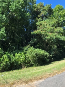 Wooded Oasis in City Limits But Country Feel - image 3