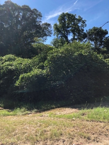 Wooded Oasis in City Limits But Country Feel - image 6
