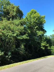 Wooded Oasis in City Limits But Country Feel - image 4