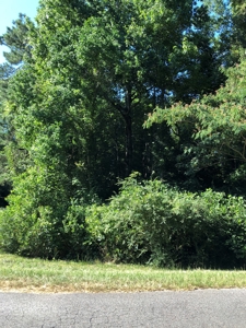 Wooded Oasis in City Limits But Country Feel - image 5