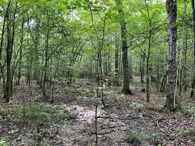 Old Field Pine Land for Sale W/ Utilities near Camden, AR - image 6