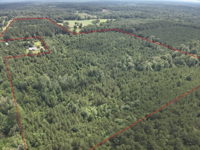 Old Field Pine Land for Sale W/ Utilities near Camden, AR - image 10