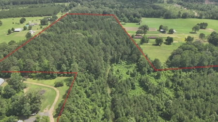 Old Field Pine Land for Sale W/ Utilities near Camden, AR - image 9
