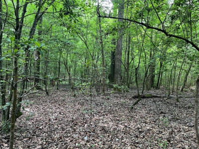 Old Field Pine Land for Sale W/ Utilities near Camden, AR - image 5