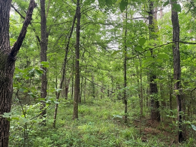 Old Field Pine Land for Sale W/ Utilities near Camden, AR - image 3
