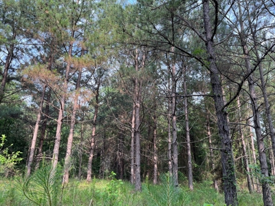 Old Field Pine Land for Sale W/ Utilities near Camden, AR - image 1