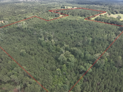 Old Field Pine Land for Sale W/ Utilities near Camden, AR - image 11