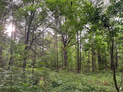 Old Field Pine Land for Sale W/ Utilities near Camden, AR - image 2