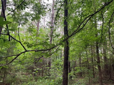 Old Field Pine Land for Sale W/ Utilities near Camden, AR - image 4