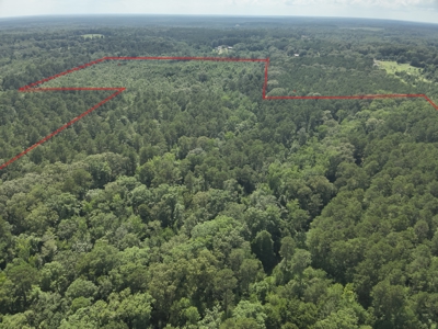 Pine Timberland W/ Hardwood Creek for Sale in southern Ark! - image 9