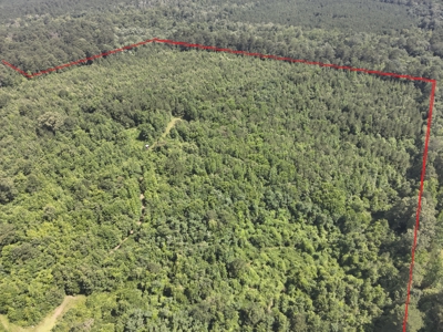 Pine Timberland W/ Hardwood Creek for Sale in southern Ark! - image 8