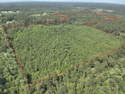 Pine Timberland W/ Hardwood Creek for Sale in southern Ark! - image 7