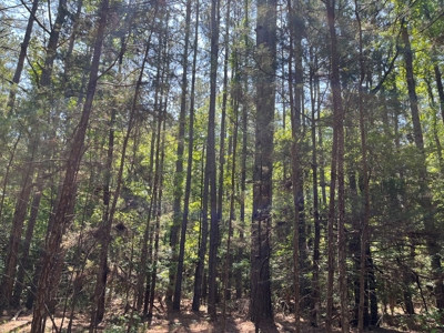Pine Timberland W/ Hardwood Creek for Sale in southern Ark! - image 1