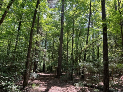 Pine Timberland W/ Hardwood Creek for Sale in southern Ark! - image 2