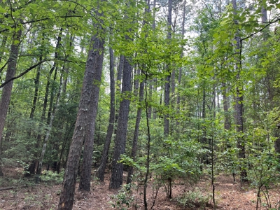 Pine Timberland W/ Hardwood Creek for Sale in southern Ark! - image 5