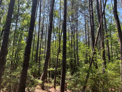 Pine Timberland W/ Hardwood Creek for Sale in southern Ark! - image 4