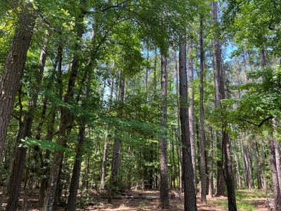 Pine Timberland W/ Hardwood Creek for Sale in southern Ark! - image 6