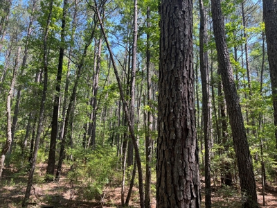 Pine Timberland W/ Hardwood Creek for Sale in southern Ark! - image 3