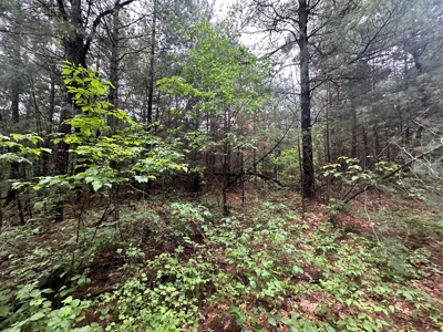 52 +/- Acres Located in Waushara County - image 28