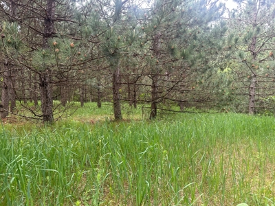 52 +/- Acres Located in Waushara County - image 17