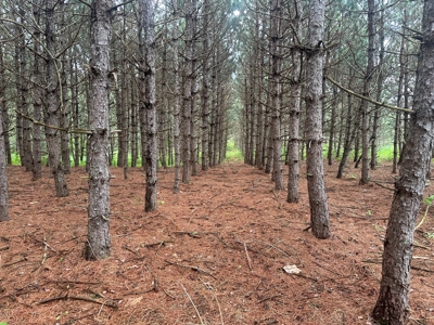 52 +/- Acres Located in Waushara County - image 16