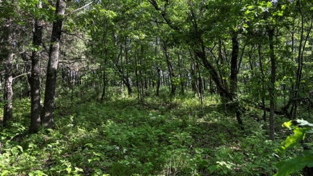 Located in Western Jackson County, WI this 23.55 acres - image 1