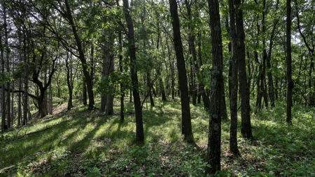 Western Jackson County, WI 11.77 Timbered Acre - image 33