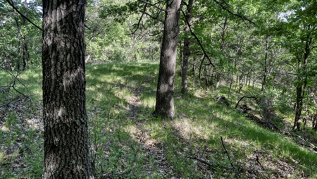 Western Jackson County, WI 11.77 Timbered Acre - image 39