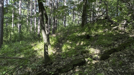 Western Jackson County, WI 11.77 Timbered Acre - image 38