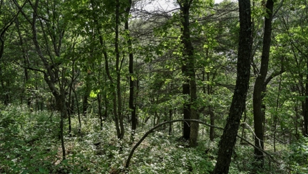 Western Jackson County, WI 11.77 Timbered Acre - image 32