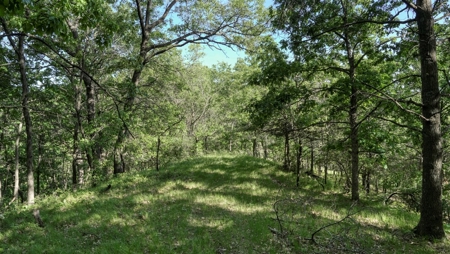 Western Jackson County, WI 11.77 Timbered Acre - image 37
