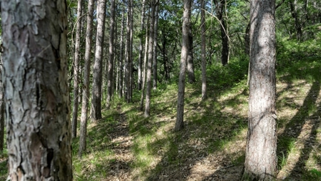 Western Jackson County, WI 11.77 Timbered Acre - image 29