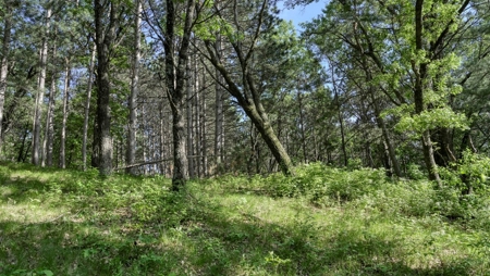 Western Jackson County, WI 11.77 Timbered Acre - image 31