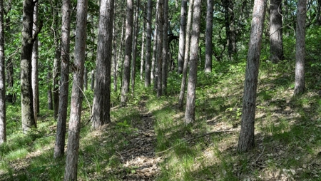 Western Jackson County, WI 11.77 Timbered Acre - image 40