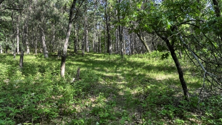 Western Jackson County, WI 11.77 Timbered Acre - image 35