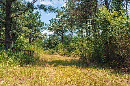 Downsville 135 - Union Parish Timberland for Sale - image 26