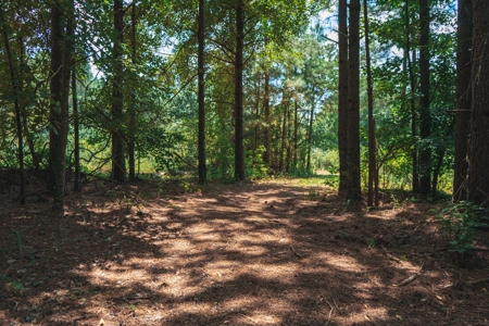 Downsville 135 - Union Parish Timberland for Sale - image 40