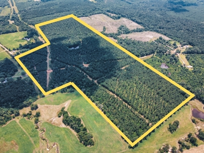 Downsville 135 - Union Parish Timberland for Sale - image 1