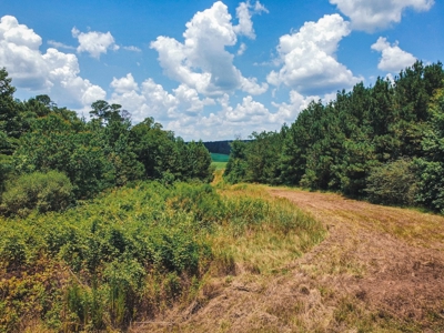 Downsville 135 - Union Parish Timberland for Sale - image 15