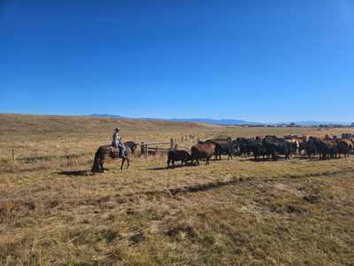 Eastern Oregon Roberts Organic Farm - image 46