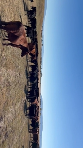 Eastern Oregon Roberts Organic Farm - image 49