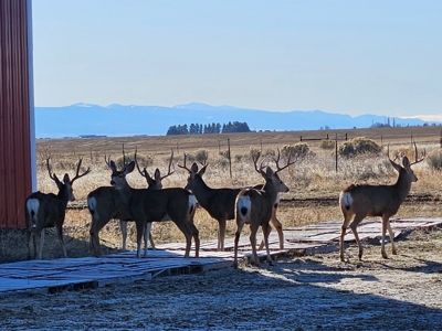 Eastern Oregon Roberts Organic Farm - image 47