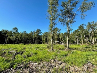 Land for Sale in Tangipahoa Parish, LA - image 18