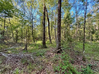 Land for Sale in Tangipahoa Parish, LA - image 16