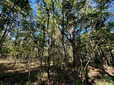 Land for Sale in Tangipahoa Parish, LA - image 14